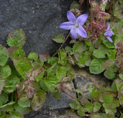 Campanula poscharskyana, photographed by Jon Mortin
