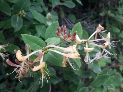 Lonicera periclymenum, photographed by Rafael Medina
