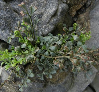Asplenium ruta-muraria, photographed by Jon Mortin