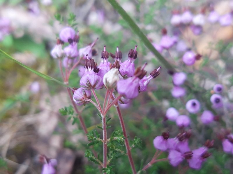 Erica umbellata, photographed by Rafael Medina