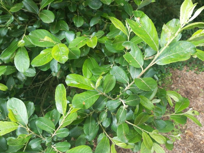 Salix atrocinerea, photographed by Rafael Medina