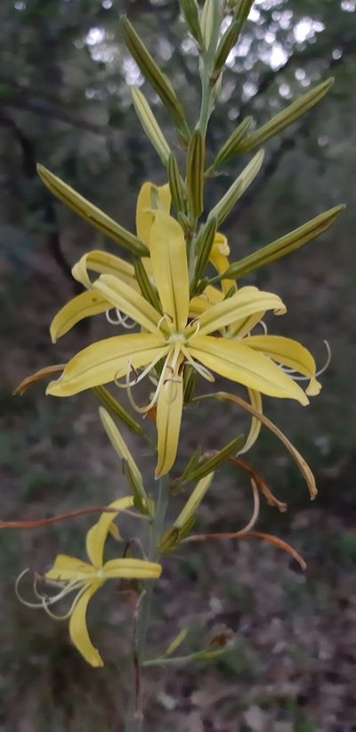 Asphodeline liburnica, photographed by Leonardo Ancillotto