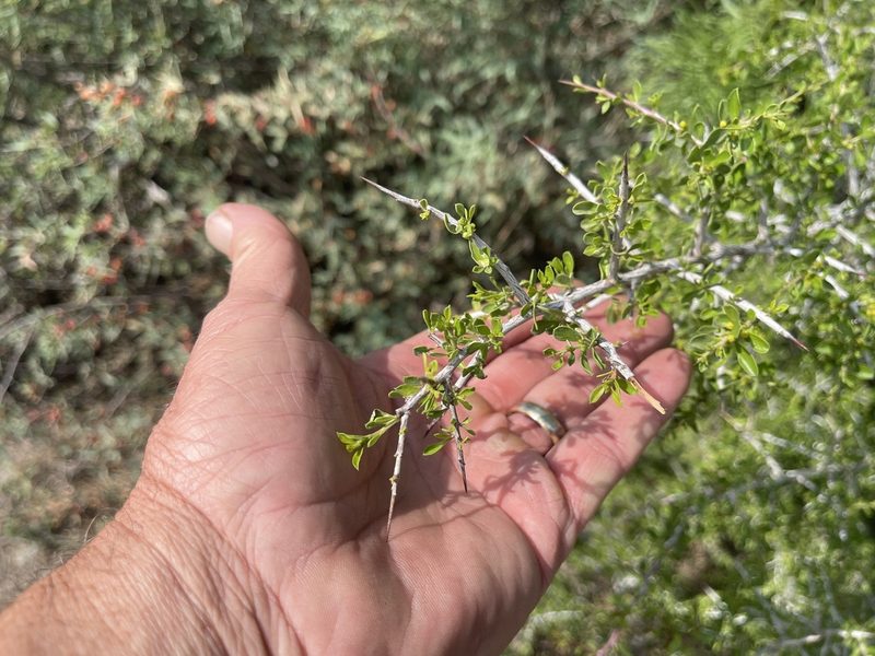 Condalia viridis, photographed by CK2AZ