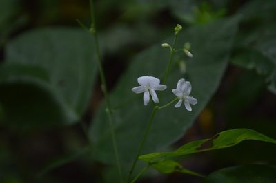 Hylodesmum pauciflorum, photographed by Daniel McNair