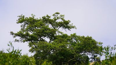 Alnus rhombifolia