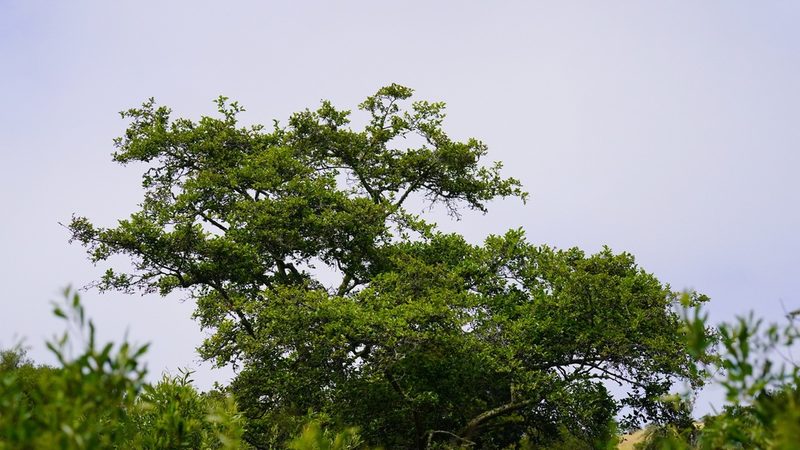 Alnus rhombifolia, photographed by Michael Warner