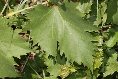 Vitis vinifera, photographed by Marino Linić