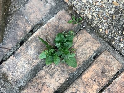 Youngia japonica, photographed by ALLIE BORGMEYER