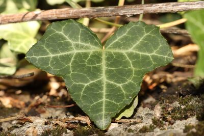 Hedera helix, photographed by Marino Linić