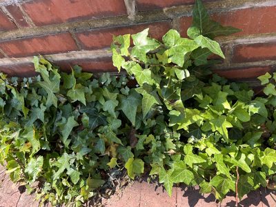 Hedera helix, photographed by Ian Wolfe