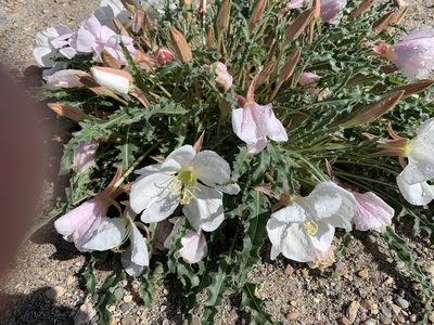 Oenothera cespitosa, photographed by brunsonm