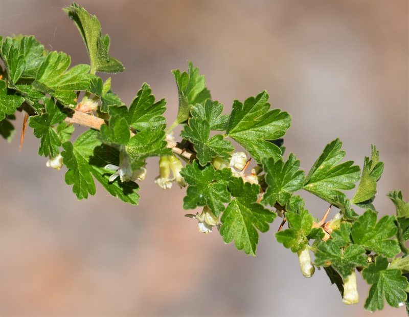 Ribes oxyacanthoides, photographed by Eric Lamb