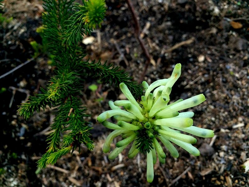 Erica sessiliflora, photographed by jordaan