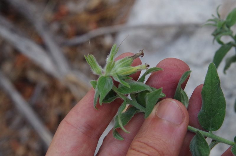 Lithospermum viride, photographed by Eric Knight