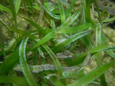 Thalassia testudinum, photographed by ritirene
