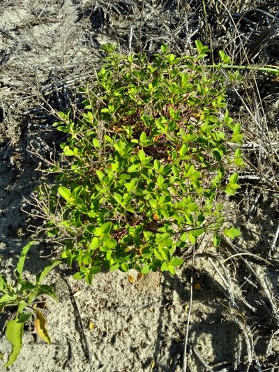 Trichostema nesophilum, photographed by Scott Ward