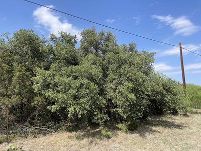 Quercus fusiformis, photographed by CK2AZ