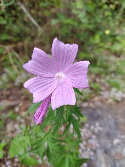 Malva tournefortiana, photographed by Carminda Santos