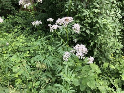 Valeriana officinalis, photographed by Jason Grant