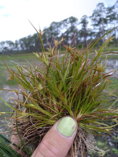 Juncus repens, photographed by Scott Ward