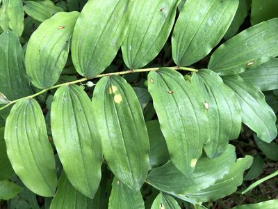 Polygonatum multiflorum, photographed by Jason Grant