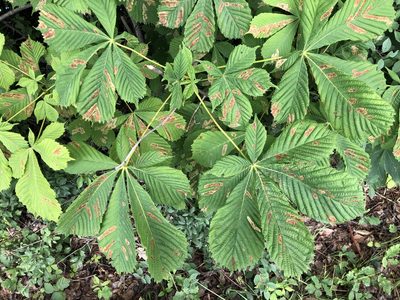 Aesculus hippocastanum, photographed by Jason Grant