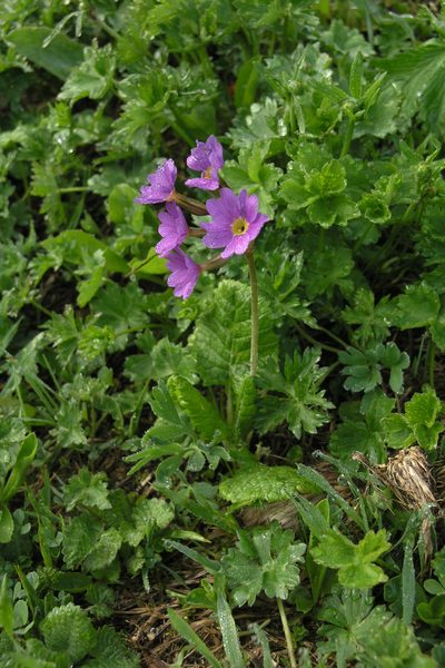 Primula amoena, photographed by Oleg Kosterin