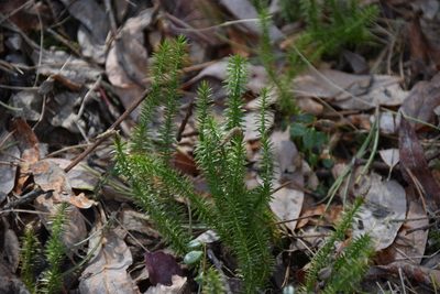 Spinulum annotinum, photographed by Syd Cannings