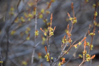 Shepherdia canadensis, photographed by Syd Cannings