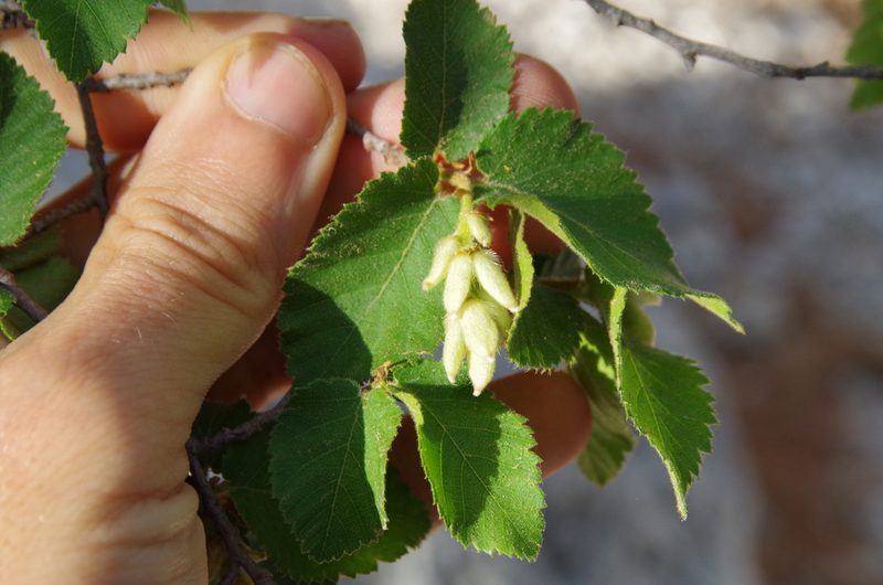 Ostrya knowltonii, photographed by Eric Knight