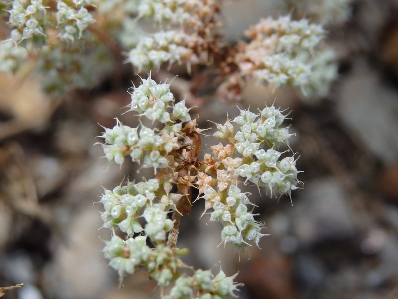 Chaetonychia cymosa, photographed by Carminda Santos