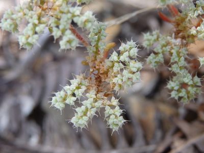 Chaetonychia cymosa, photographed by Carminda Santos