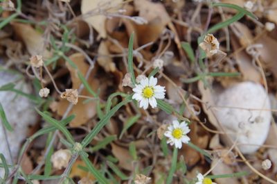 Melampodium leucanthum, photographed by Eric Knight