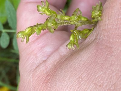 Neottia ovata, photographed by James Clow