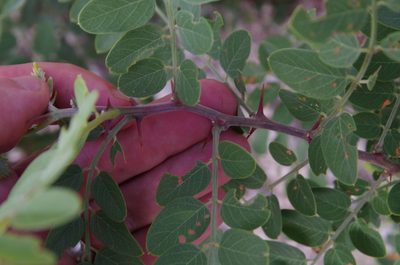 Robinia neomexicana, photographed by Eric Knight