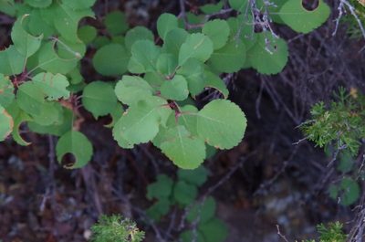 Amelanchier utahensis
