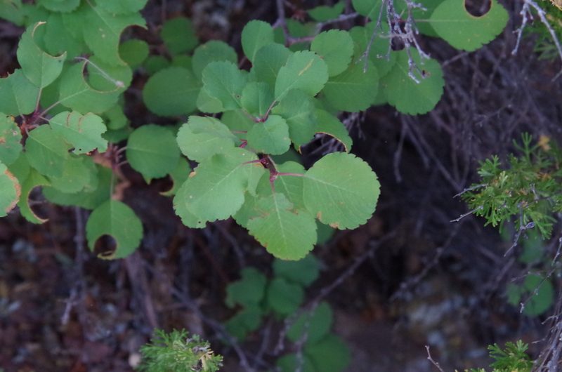 Amelanchier utahensis, photographed by Eric Knight