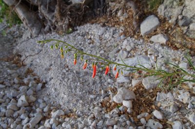 Penstemon barbatus, photographed by Eric Knight