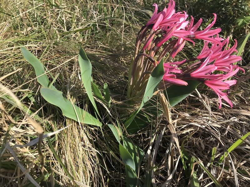 Brunsvigia grandiflora, photographed by Andrew Gillespie