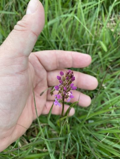 Gymnadenia borealis, photographed by James Clow