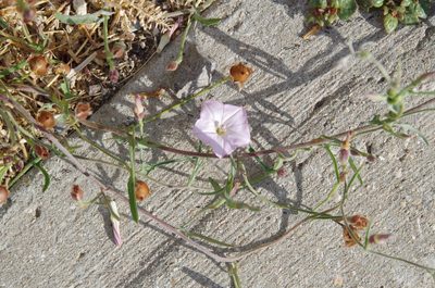 Convolvulus equitans, photographed by Eric Knight