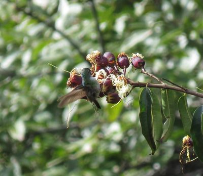 Lafoensia acuminata, photographed by Juan Carlos Caicedo Hernández