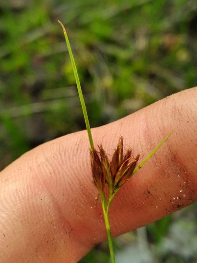 Rhynchospora harperi, photographed by Scott Ward