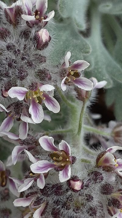 Smelowskia borealis, photographed by lauralaska66