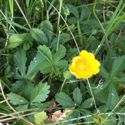 Potentilla reptans, photographed by gerardbertrand
