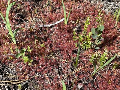 Drosera intermedia, photographed by Jason K.