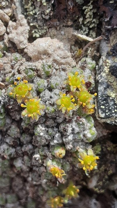 Saxifraga serpyllifolia, photographed by lauralaska66