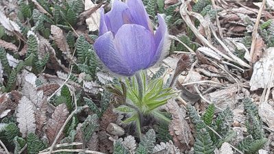Pulsatilla nuttalliana, photographed by lauralaska66