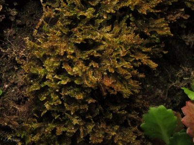 Diplophyllum albicans, photographed by José Luis Camaño