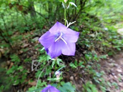 Campanula persicifolia, photographed by Michael Andresek